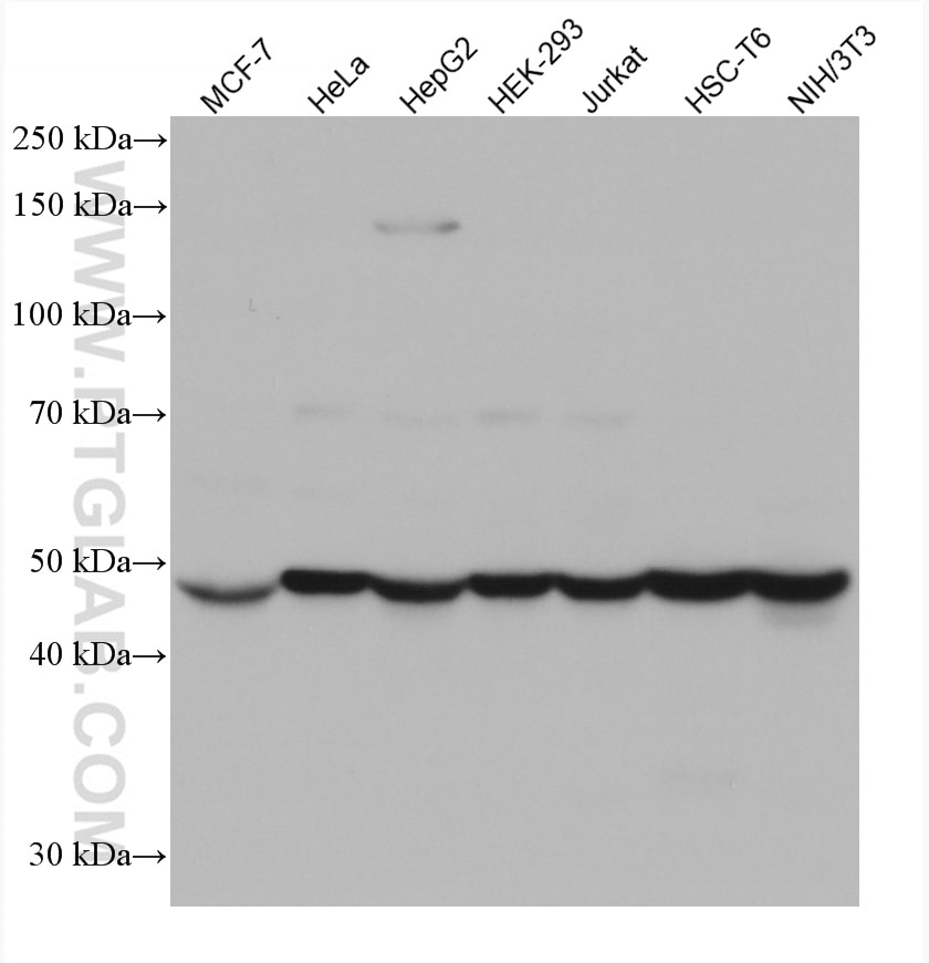 Western Blot (WB) analysis of various lysates using HARS Monoclonal antibody (67662-1-Ig)
