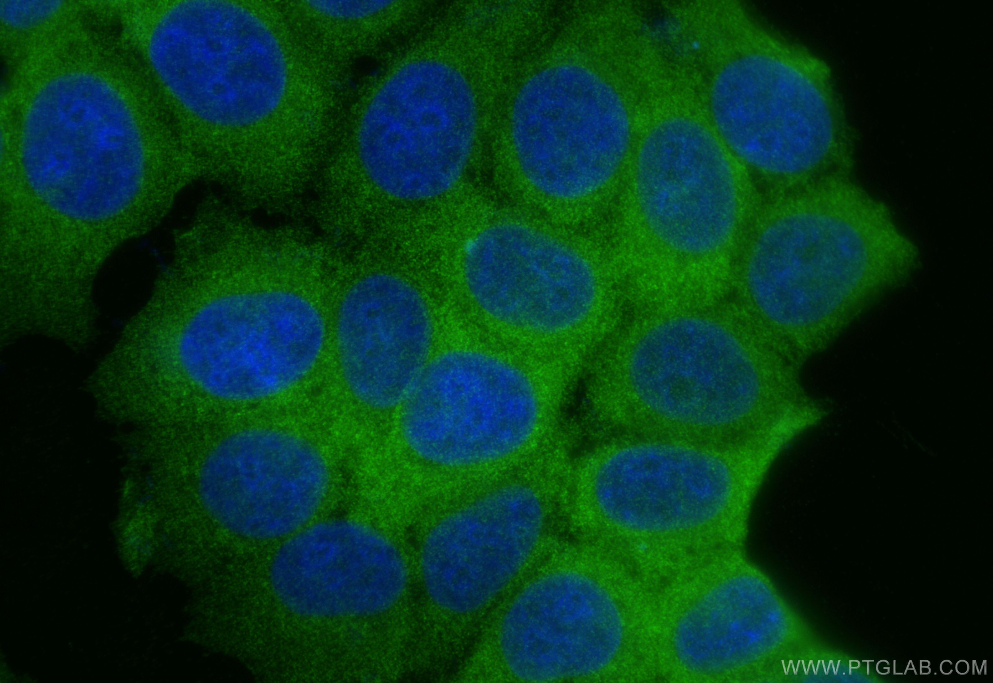 Immunofluorescence (IF) / fluorescent staining of MCF-7 cells using HARS Recombinant antibody (83497-1-RR)