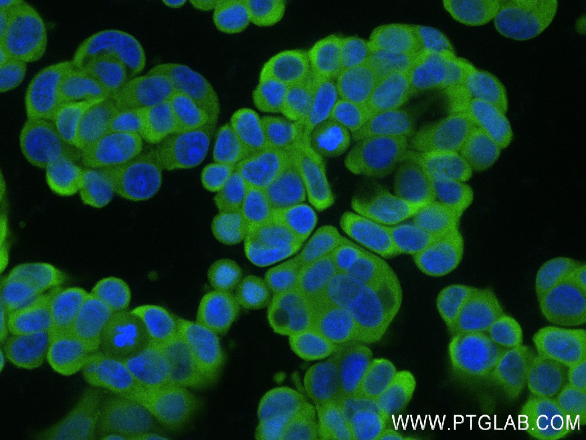 Immunofluorescence (IF) / fluorescent staining of MCF-7 cells using HARS Recombinant antibody (83497-3-RR)