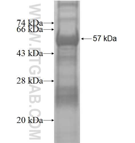 HARS fusion protein Ag9333 SDS-PAGE