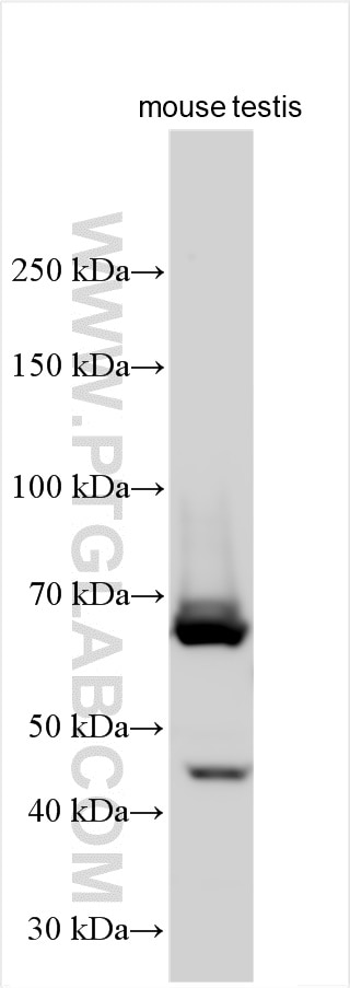 Western Blot (WB) analysis of mouse testis tissue using HAS1 Polyclonal antibody (15229-1-AP)