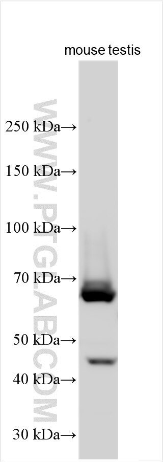 WB analysis of mouse testis using 15229-1-AP