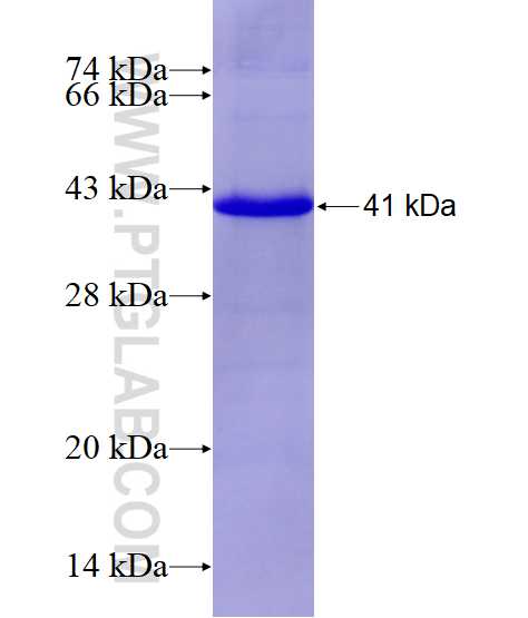 HAS1 fusion protein Ag8073 SDS-PAGE
