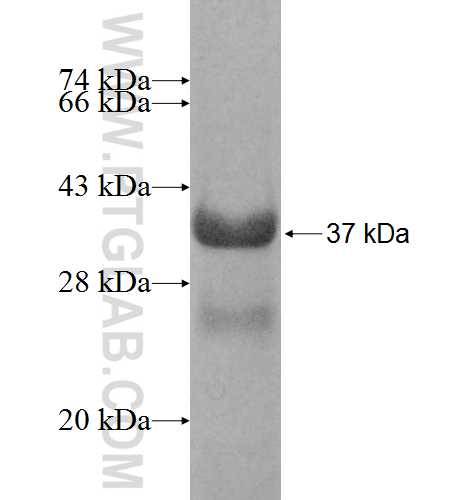 HAS3 fusion protein Ag7999 SDS-PAGE