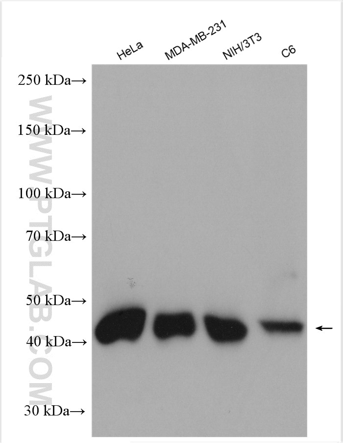 Western Blot (WB) analysis of various lysates using HAT1 Polyclonal antibody (11432-1-AP)