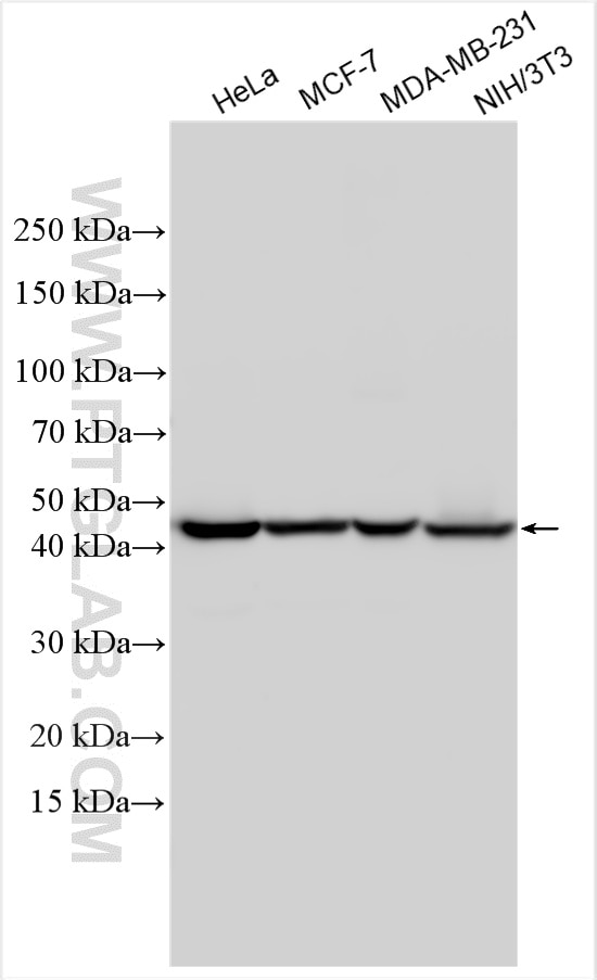 Western Blot (WB) analysis of various lysates using HAT1 Polyclonal antibody (11432-1-AP)