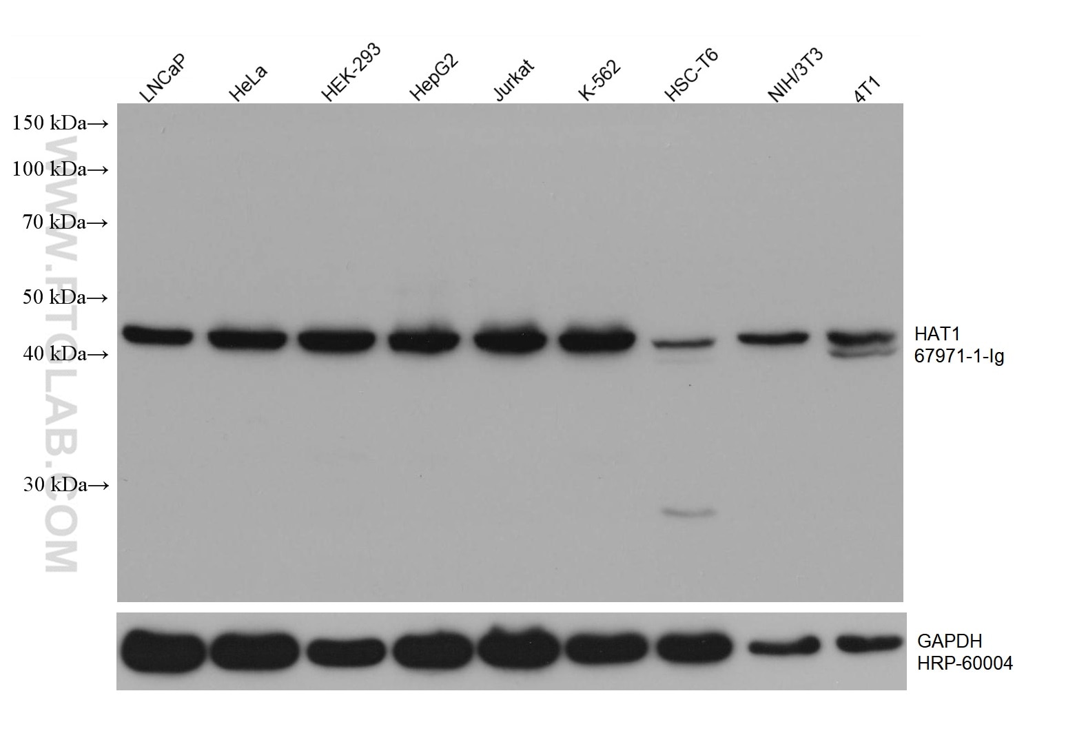 Western Blot (WB) analysis of various lysates using HAT1 Monoclonal antibody (67971-1-Ig)