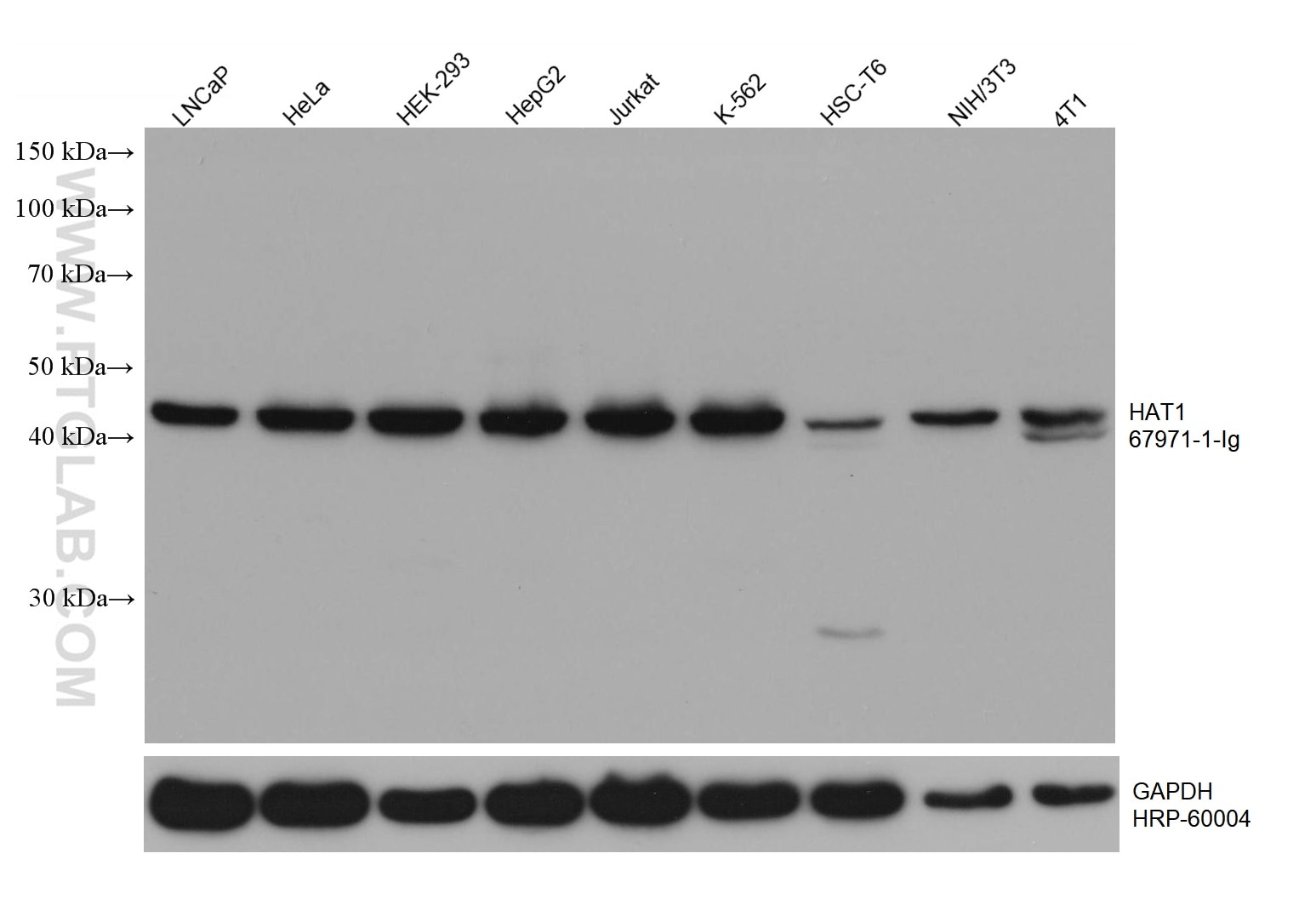 WB analysis using 67971-1-Ig