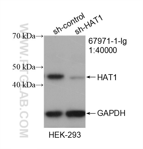 Western Blot (WB) analysis of HEK-293 cells using HAT1 Monoclonal antibody (67971-1-Ig)