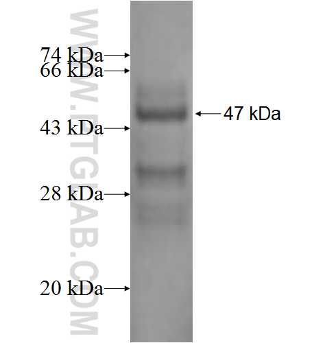 HAT1 fusion protein Ag1952 SDS-PAGE