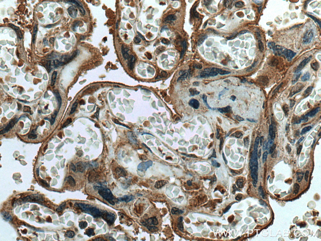 Immunohistochemistry (IHC) staining of human placenta tissue using HAUS4 Polyclonal antibody (20104-1-AP)