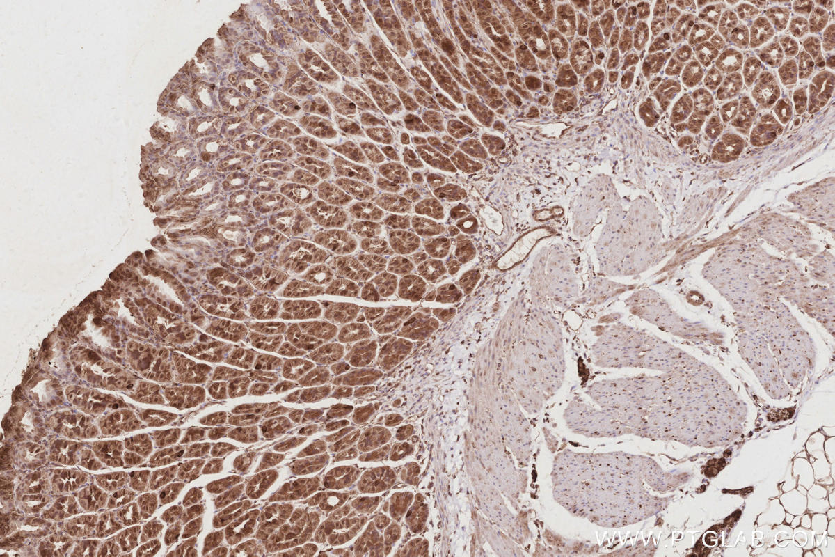 Immunohistochemistry (IHC) staining of mouse stomach tissue using HAUS4 Polyclonal antibody (20104-1-AP)