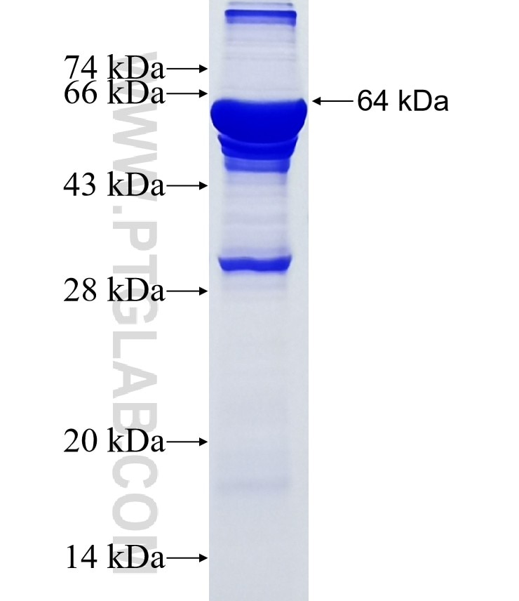 HAUS4 fusion protein Ag13717 SDS-PAGE