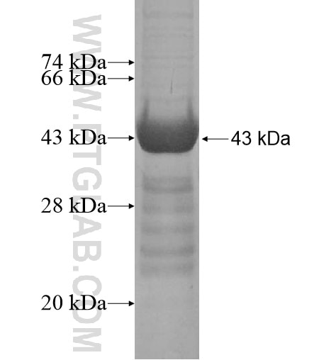 HAUS4 fusion protein Ag13774 SDS-PAGE