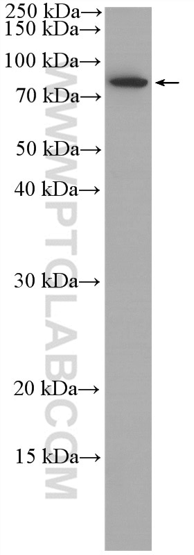 WB analysis of A549 using 26420-1-AP