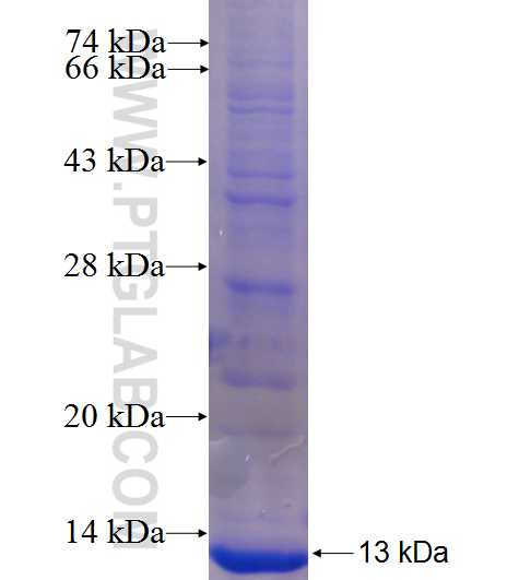 HAVCR1 fusion protein Ag23888 SDS-PAGE