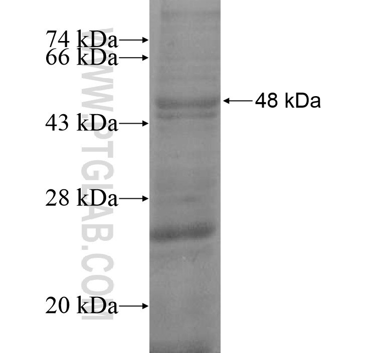 HAVCR1 fusion protein Ag13126 SDS-PAGE
