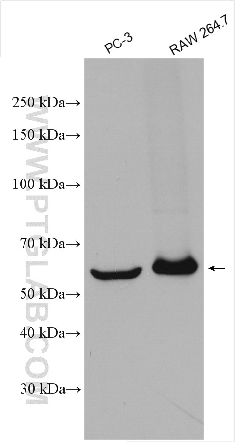Western Blot (WB) analysis of various lysates using TIM3 Polyclonal antibody (11872-1-AP)