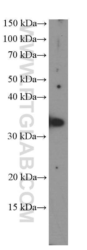 Western Blot (WB) analysis of PC-3 cells using TIM3 Monoclonal antibody (60355-1-Ig)