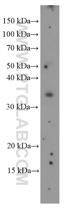 Western Blot (WB) analysis of pig thymus tissue using TIM3 Monoclonal antibody (60355-1-Ig)