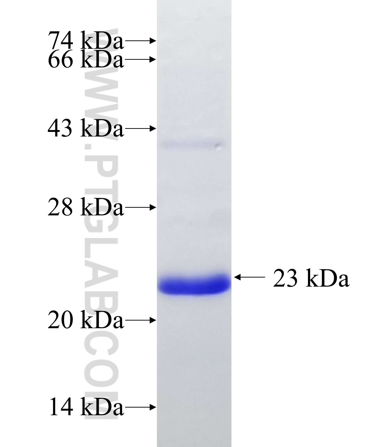 TIM3 fusion protein Ag27120 SDS-PAGE