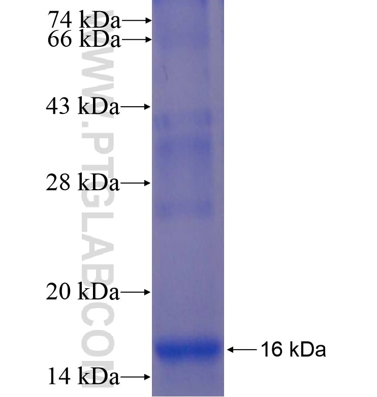HAVCR2 fusion protein Ag16901 SDS-PAGE
