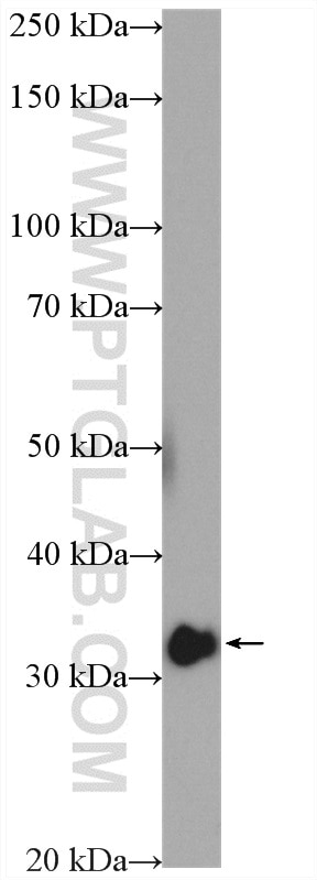 Western Blot (WB) analysis of HeLa cells using HAX1 Polyclonal antibody (11266-1-AP)