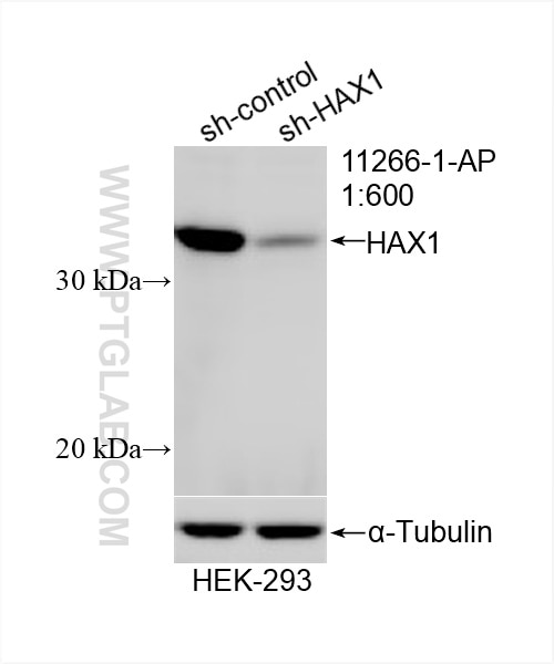 Western Blot (WB) analysis of HEK-293 cells using HAX1 Polyclonal antibody (11266-1-AP)