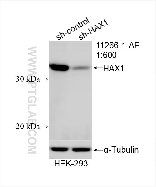 WB analysis of HEK-293 using 11266-1-AP