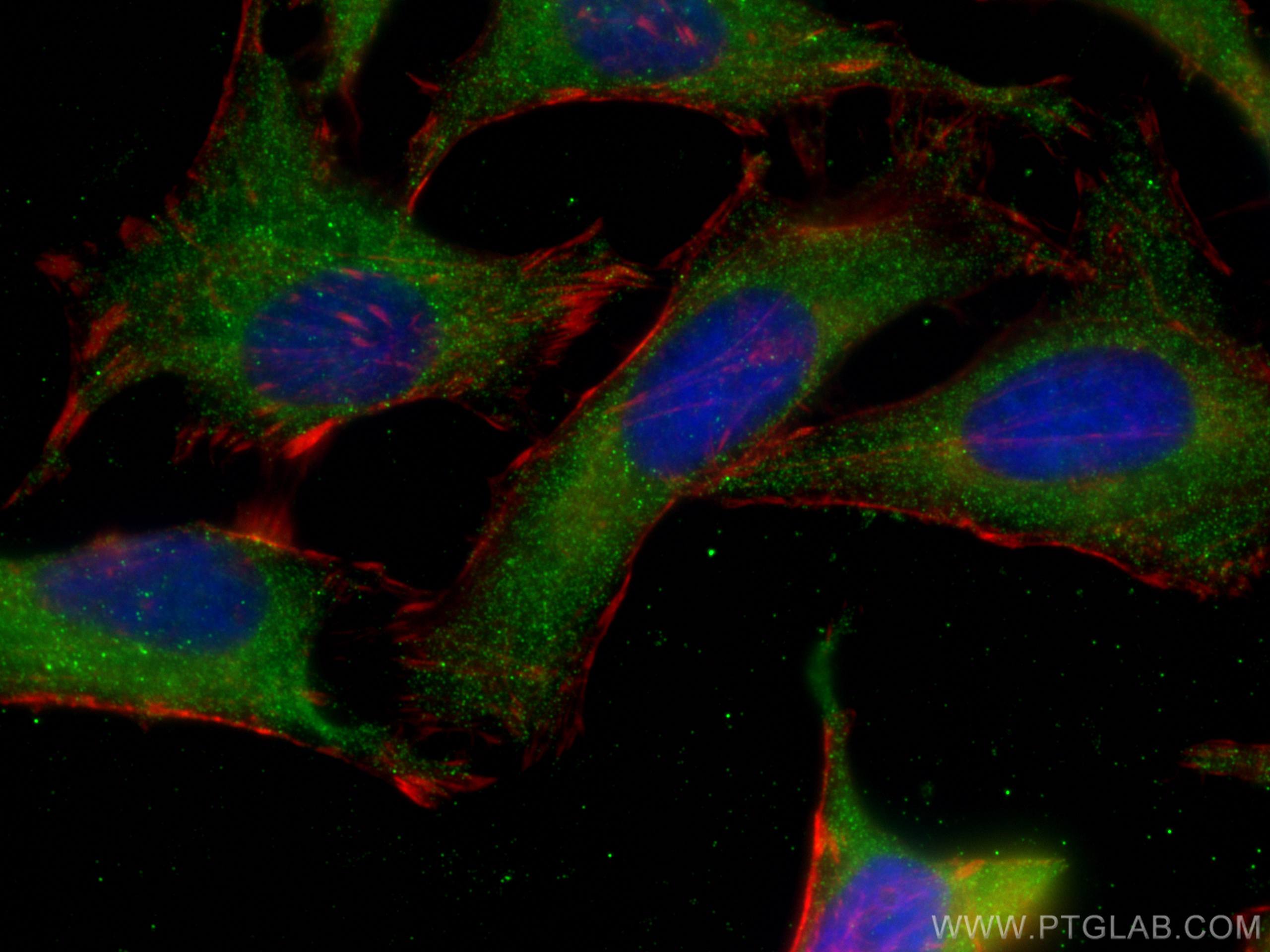 Immunofluorescence (IF) / fluorescent staining of HeLa cells using HAX1 Monoclonal antibody (67883-2-Ig)