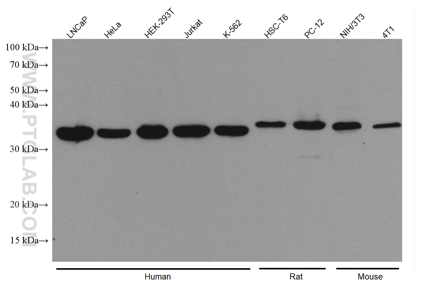 Western Blot (WB) analysis of various lysates using HAX1 Monoclonal antibody (67883-2-Ig)