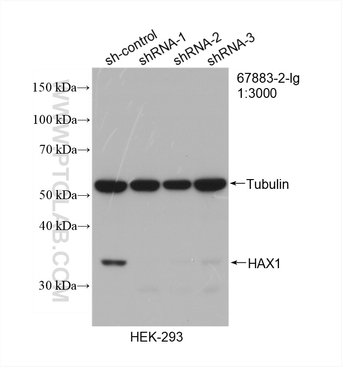 Western Blot (WB) analysis of HEK-293 cells using HAX1 Monoclonal antibody (67883-2-Ig)