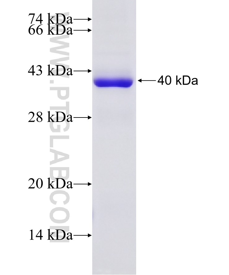 HAX1 fusion protein Ag27244 SDS-PAGE