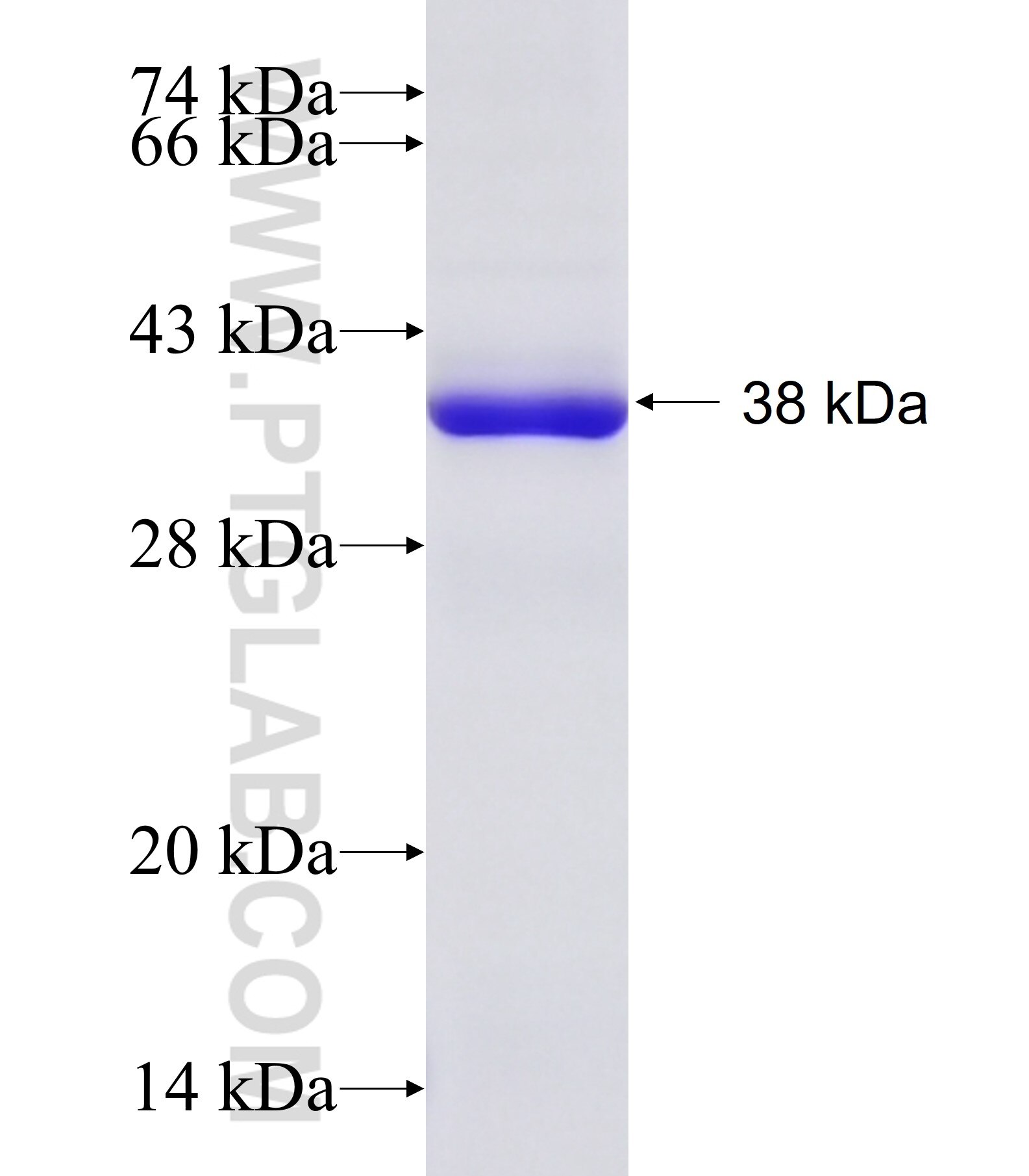 HAX1 fusion protein Ag27244 SDS-PAGE