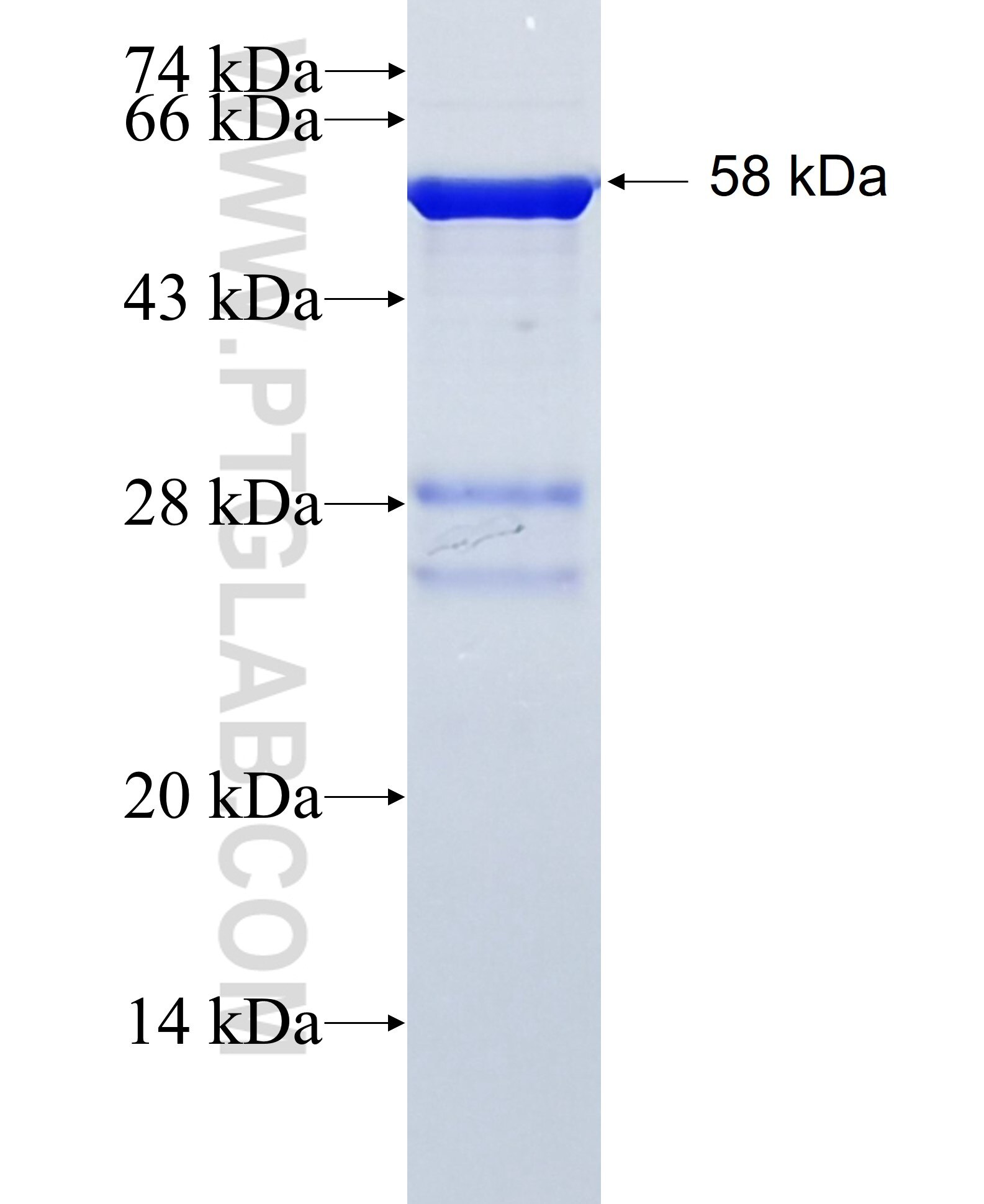 HAX1 fusion protein Ag1792 SDS-PAGE