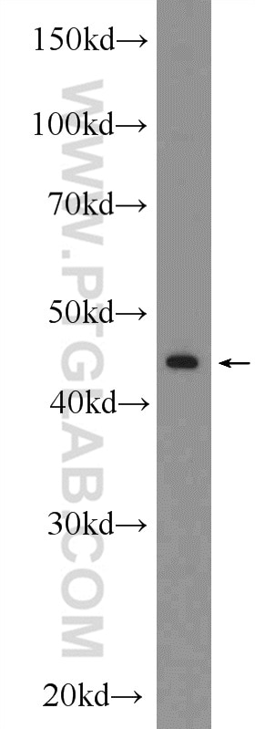 Western Blot (WB) analysis of mouse liver tissue using HB9 Polyclonal antibody (20975-1-AP)