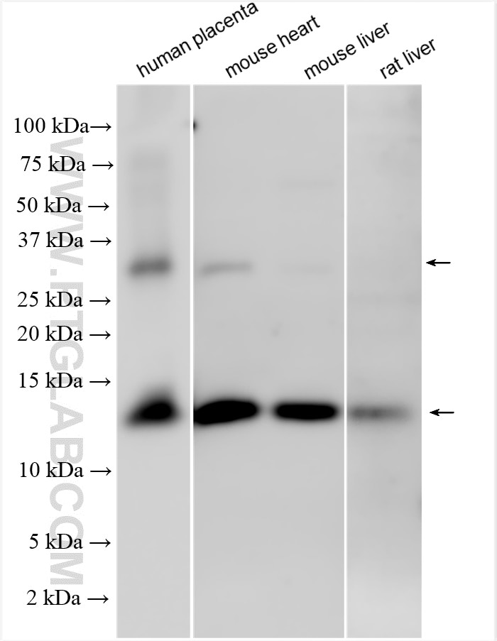 WB analysis using 14537-1-AP