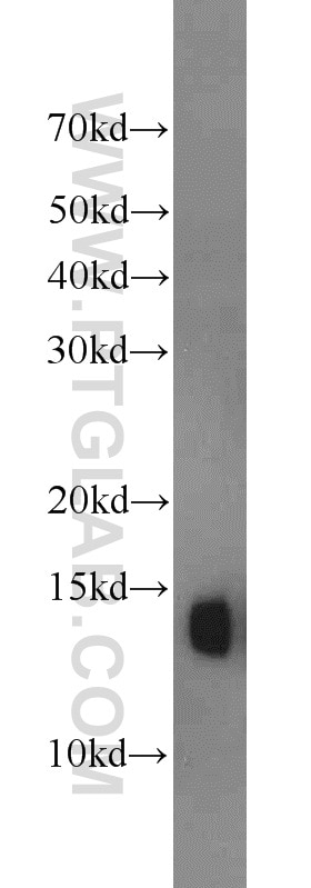 Hemoglobin Alpha Polyclonal antibody