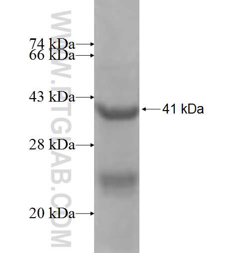 HBA1 fusion protein Ag6040 SDS-PAGE
