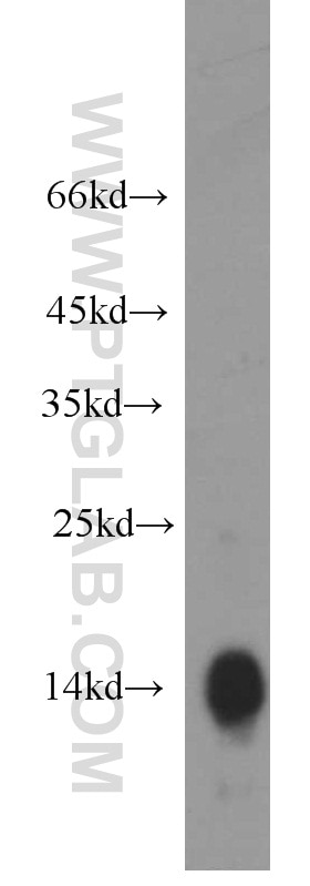 Western Blot (WB) analysis of human spleen tissue using HBA1-Specific Polyclonal antibody (19990-1-AP)