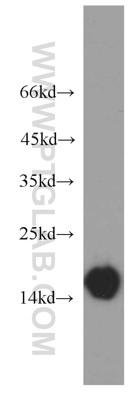 Western Blot (WB) analysis of human heart tissue using Hemoglobin Alpha-Specific Polyclonal antibody (19990-1-AP)