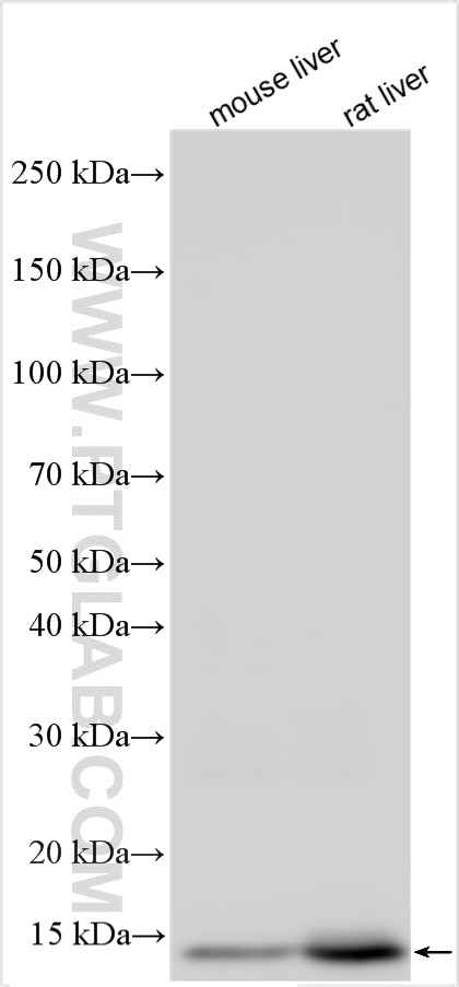 Various lysates were subjected to SDS PAGE followed by western blot with 32637-1-AP (HBA2 antibody) at dilution of 1:10000 incubated at room temperature for 1.5 hours. Western Blot (WB) analysis of various lysates using HBA2 Polyclonal antibody (32637-1-AP)