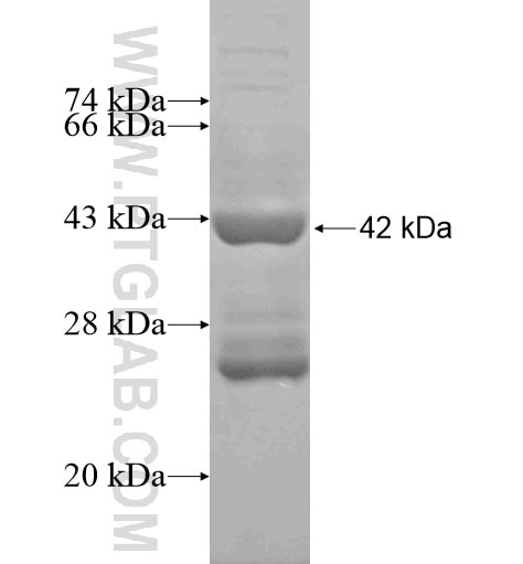 HBD fusion protein Ag10409 SDS-PAGE