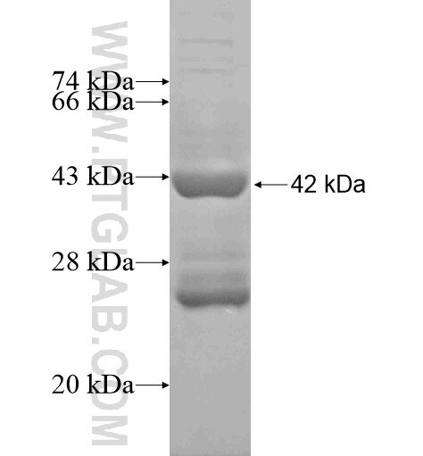 HBD fusion protein Ag10409 SDS-PAGE