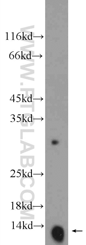 Western Blot (WB) analysis of mouse placenta tissue using Hemoglobin Epsilon Polyclonal antibody (12361-1-AP)