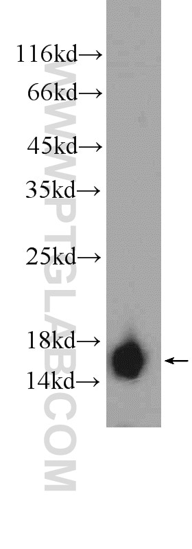 Western Blot (WB) analysis of K-562 cells using Hemoglobin Epsilon Polyclonal antibody (12361-1-AP)