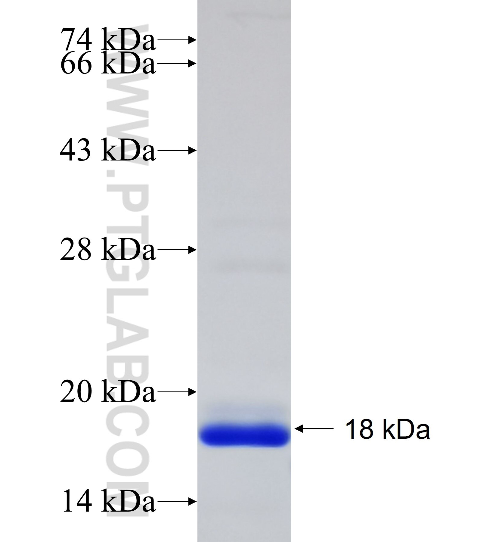HBE1 fusion protein Ag19300 SDS-PAGE