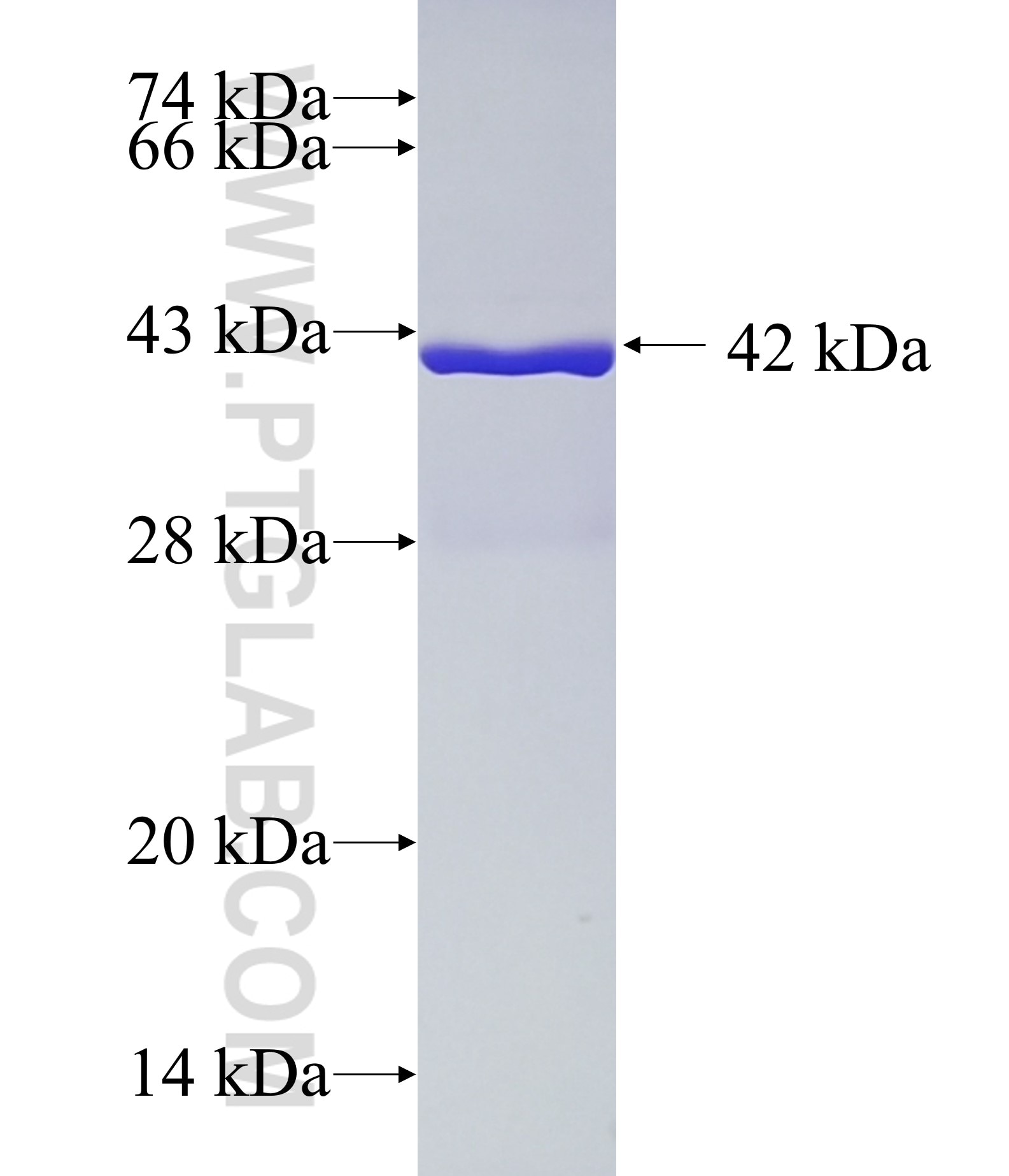 HBE1 fusion protein Ag3026 SDS-PAGE