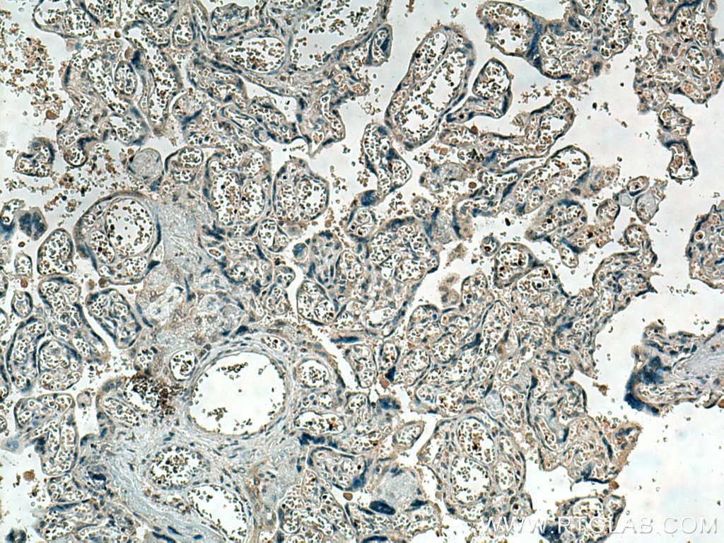 Immunohistochemistry (IHC) staining of human placenta tissue using HBE1-Specific Monoclonal antibody (66151-1-Ig)