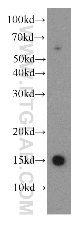 Western Blot (WB) analysis of K-562 cells using HBE1-Specific Monoclonal antibody (66151-1-Ig)